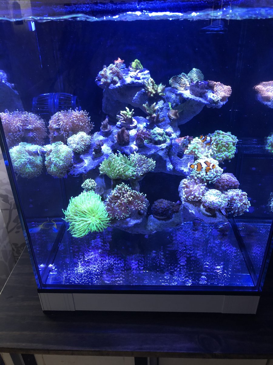 Nano Build - Two drop off tanks!!!! | REEF2REEF Saltwater and Reef ...