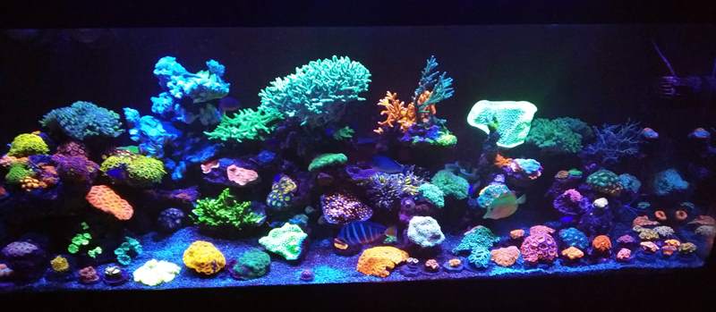 Build Thread - 600 ltr Color SPS & LPS reef Tank | REEF2REEF Saltwater and  Reef Aquarium Forum
