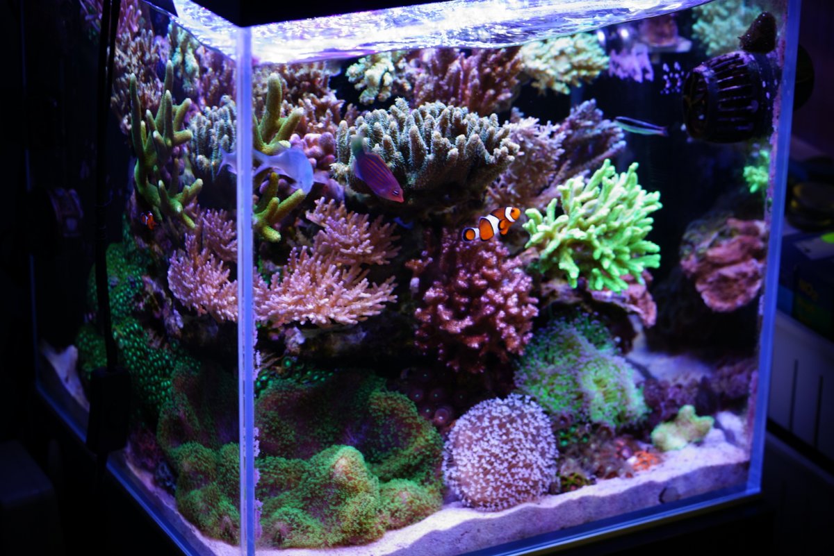 R2R Reef Spotlight: PongPit's Amazing SPS Nano Reef | REEF2REEF Saltwater  and Reef Aquarium Forum