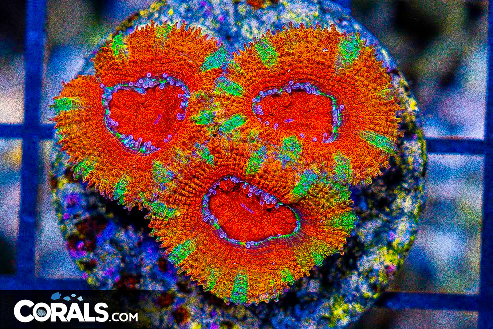 **MASSIVE CORAL UPDATE!! STUNNING COLONIES, FRAGS, & NEMS!!** Over ...