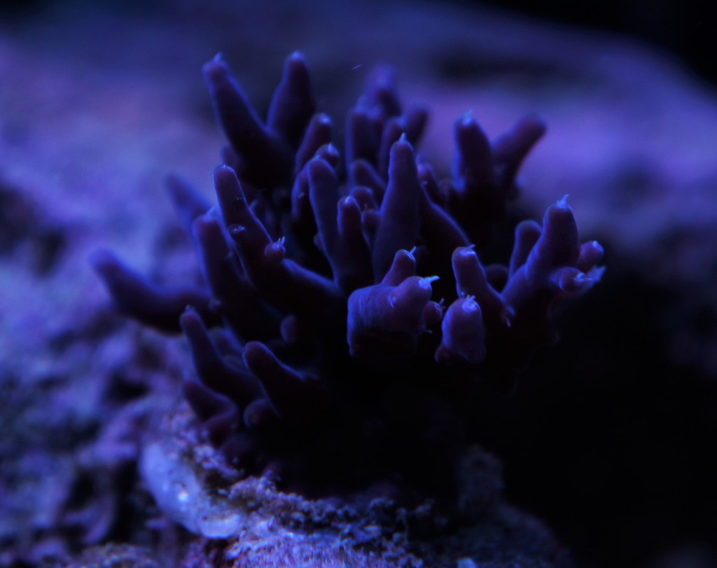 The Classic Corals and Their Exit | REEF2REEF Saltwater and Reef ...