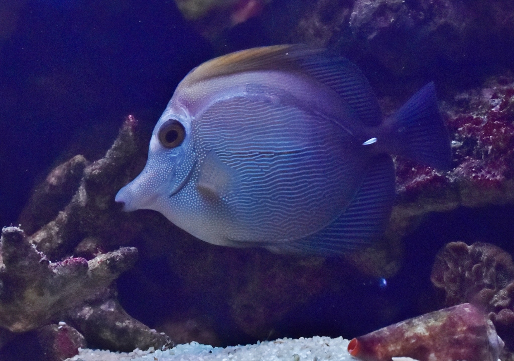 Scopas Tang - the silent tang | REEF2REEF Saltwater and Reef Aquarium Forum