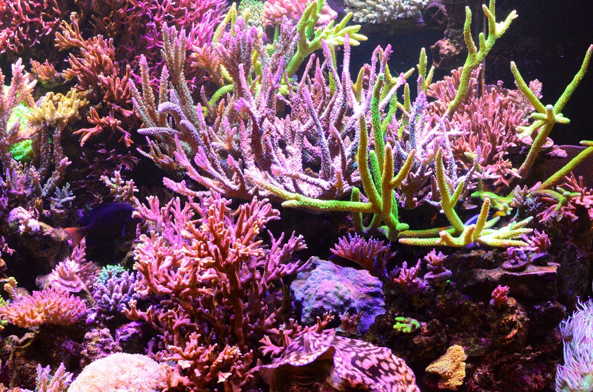 DSC_0624 rh side corals.jpg