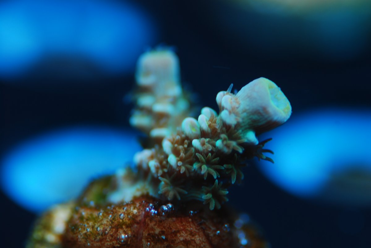 FS: sps and jawbreaker mushroom | REEF2REEF Saltwater and Reef Aquarium ...