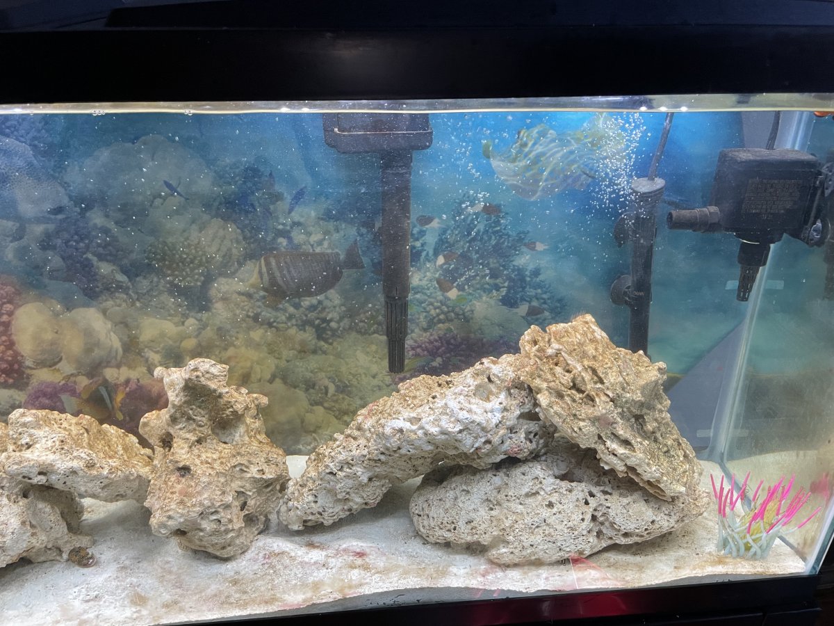 In desperate need of help with this 55 gallon aquascape | REEF2REEF  Saltwater and Reef Aquarium Forum