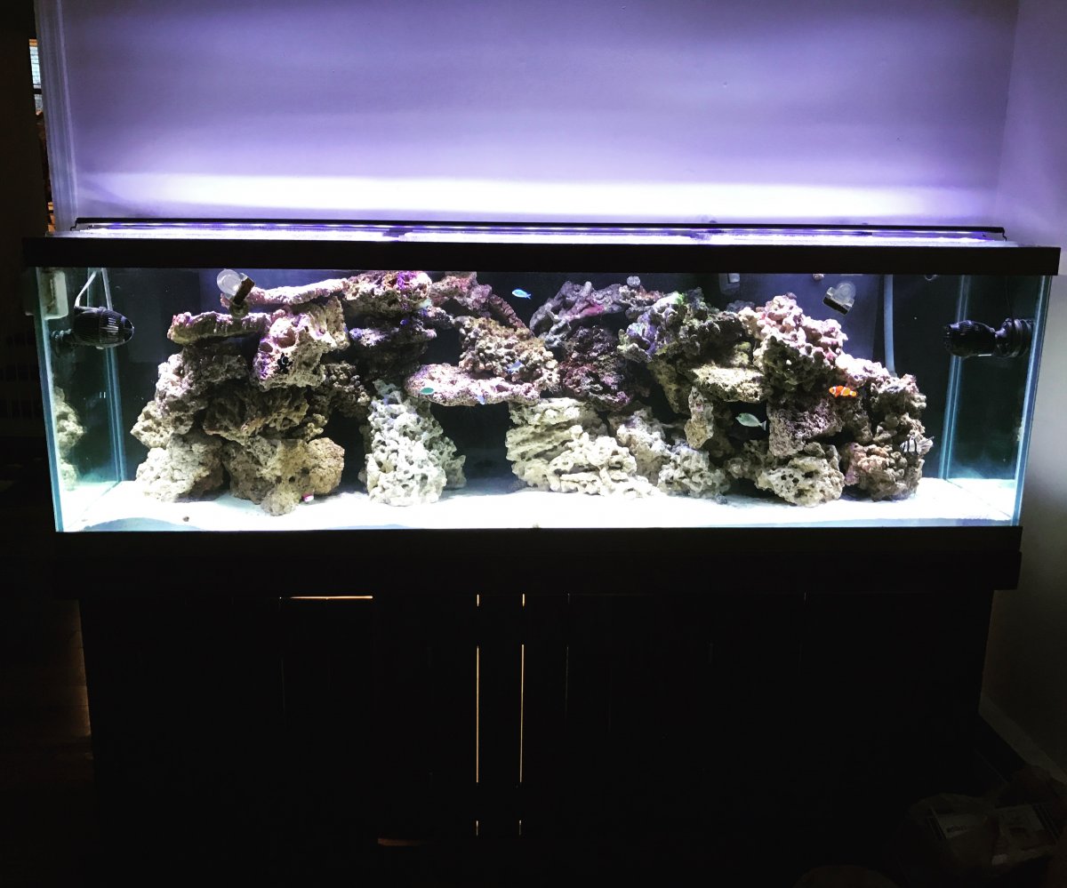 New York - 125 gallon reef ready setup | REEF2REEF Saltwater and Reef ...