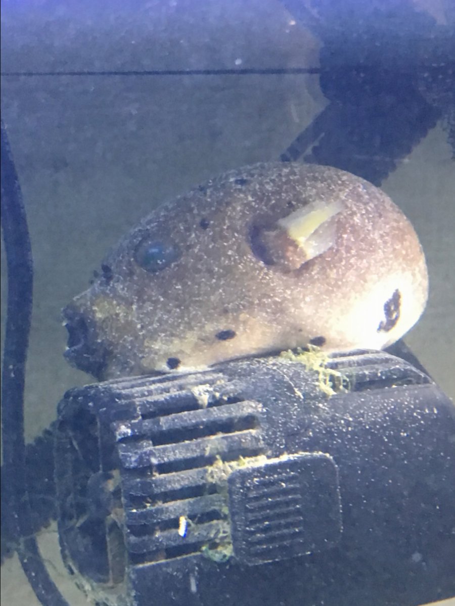 New to this but I have a dogface puffer question!! | REEF2REEF Saltwater  and Reef Aquarium Forum