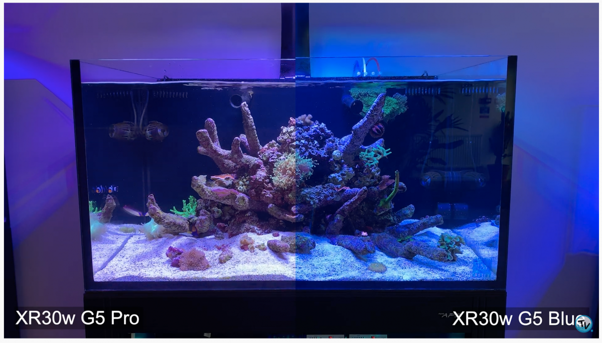 Nice review of the color difference in Ecotech Gen 5 Radion Pro & Blue |  REEF2REEF Saltwater and Reef Aquarium Forum