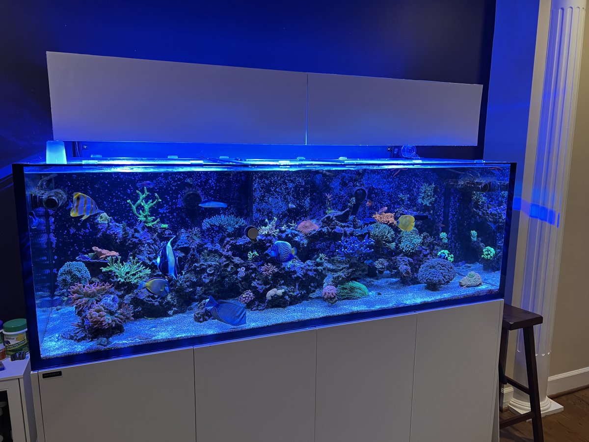 QUESTION OF THE DAY - Fish Only: What is the best non-reef safe fish ...