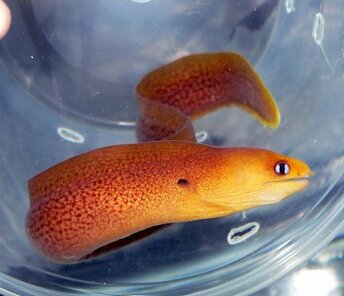Golden dwarf eel | REEF2REEF Saltwater and Reef Aquarium Forum