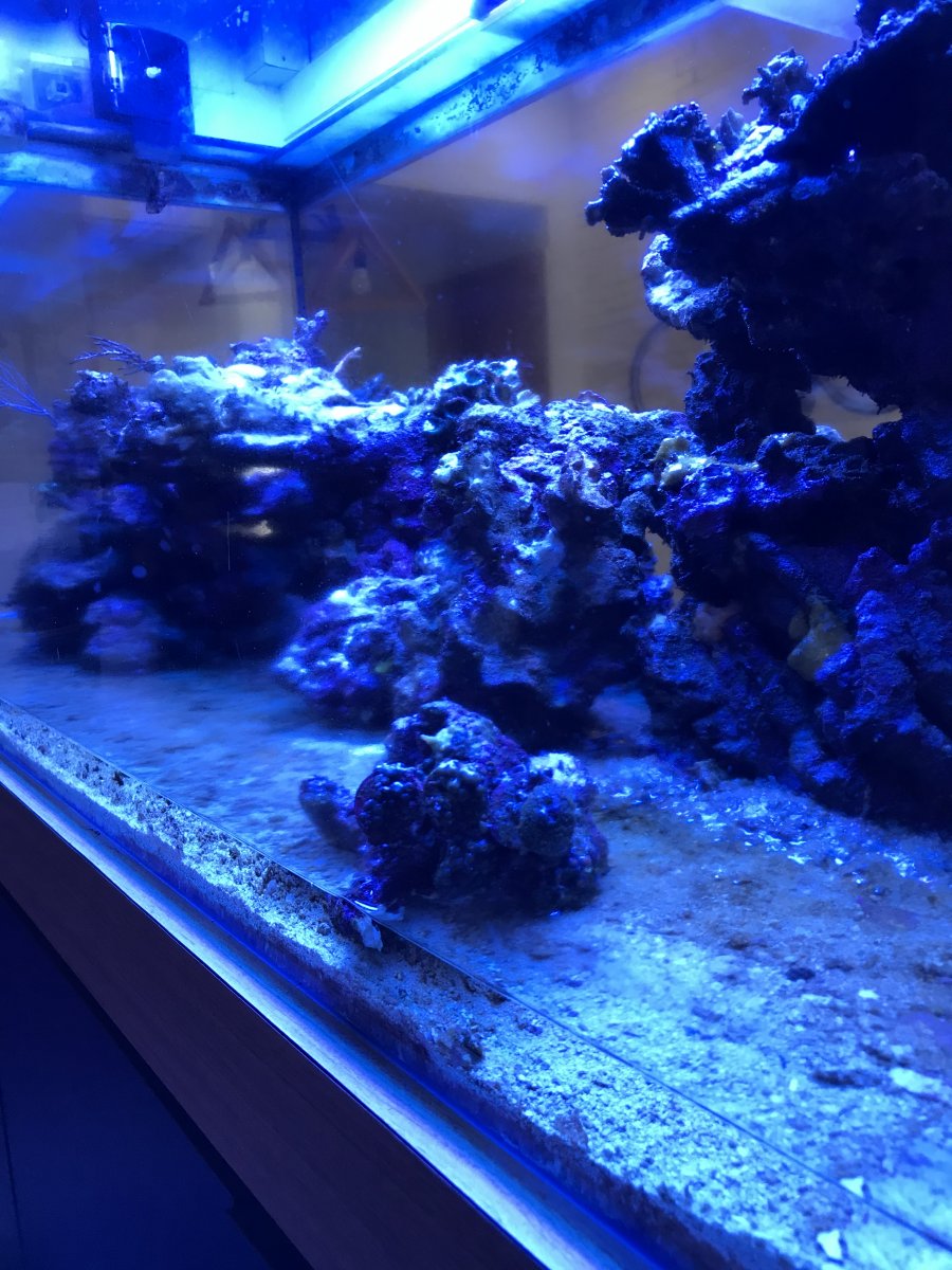 Build Thread - Alex's Mixed Reef from Singapore | Page 14 | REEF2REEF ...