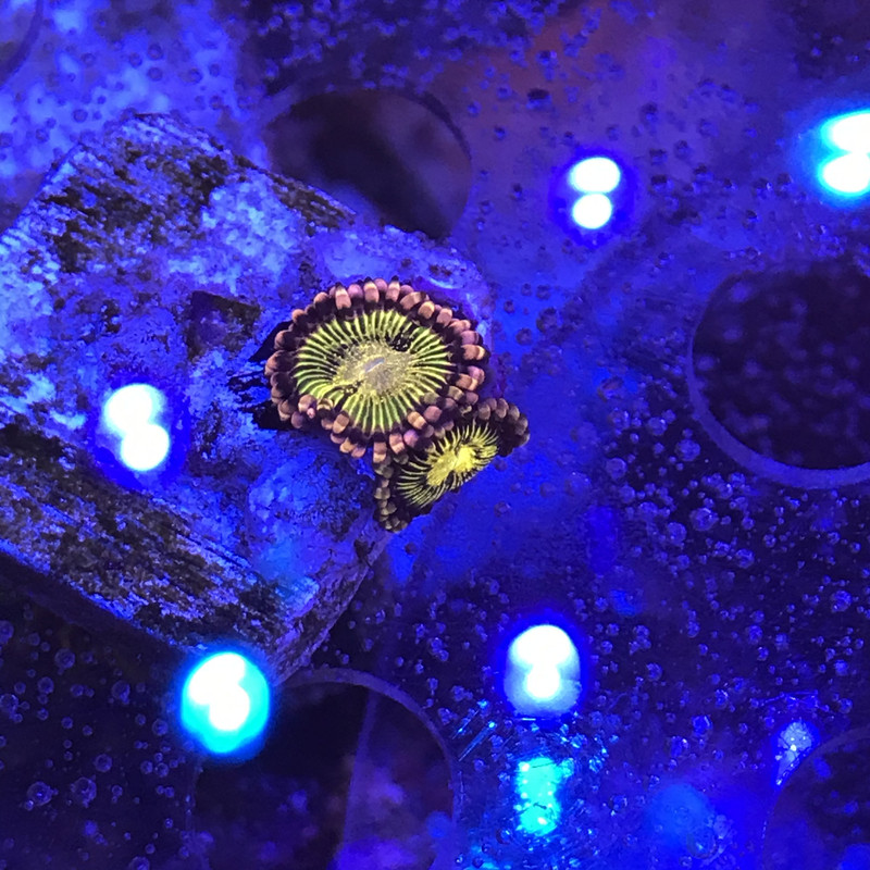 Gold Zoa Id 