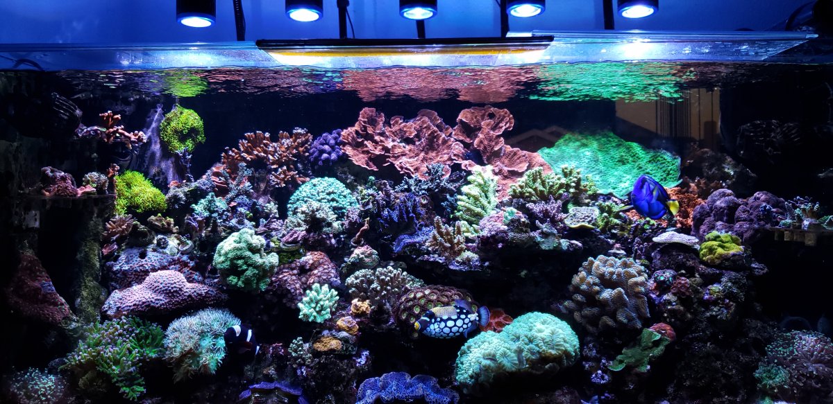 Lighting and Live Rock Questions | REEF2REEF Saltwater and Reef ...