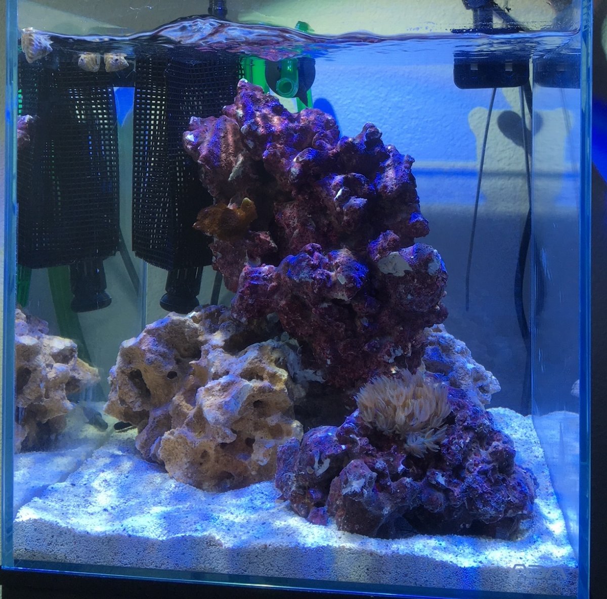 Build Thread - A Very Small Canister Filter Powered SPS Reef | REEF2REEF  Saltwater and Reef Aquarium Forum