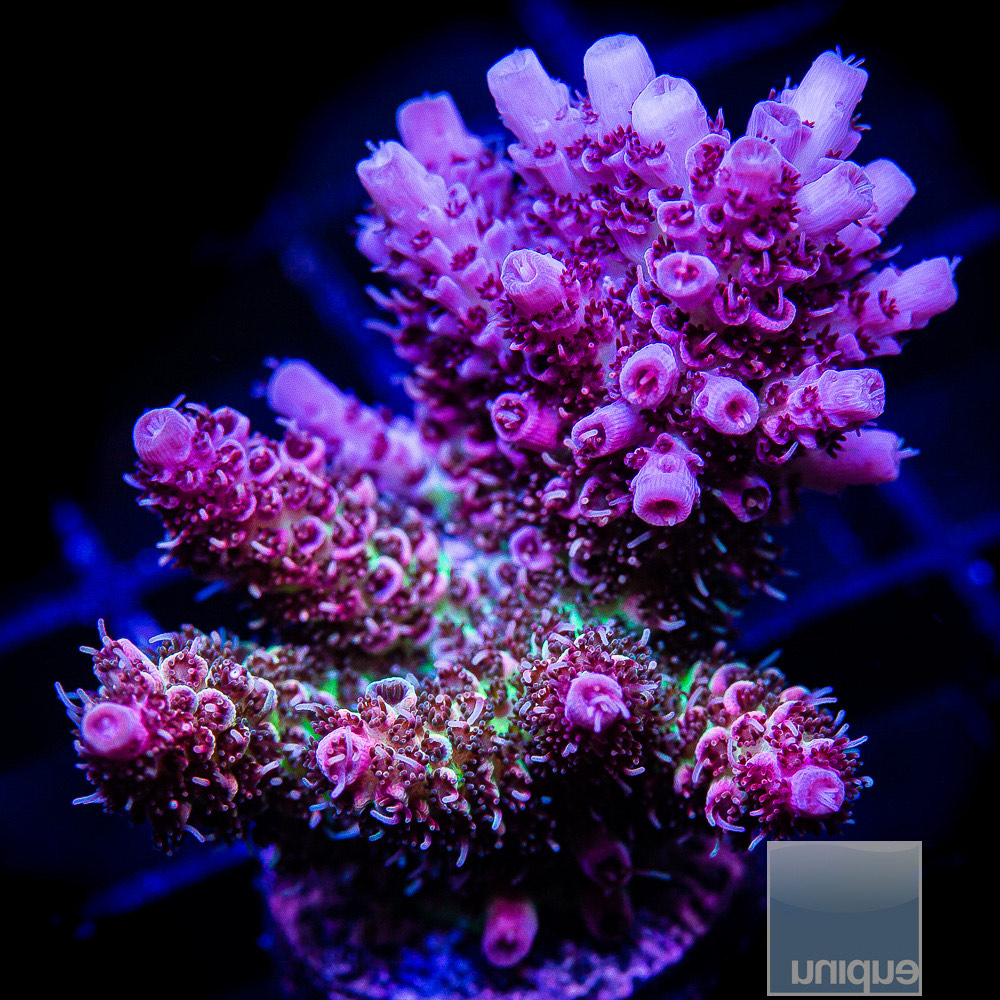 fuzzy millepora chunk 139 65.jpeg