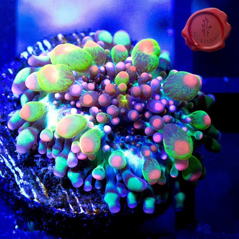 Texas - Live Goods - SPONSOR - OG Godzilla Bounce | REEF2REEF Saltwater ...