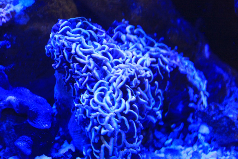 Gold Hammer Coral Matt Geldof 120 gallon reef aquarium.jpg
