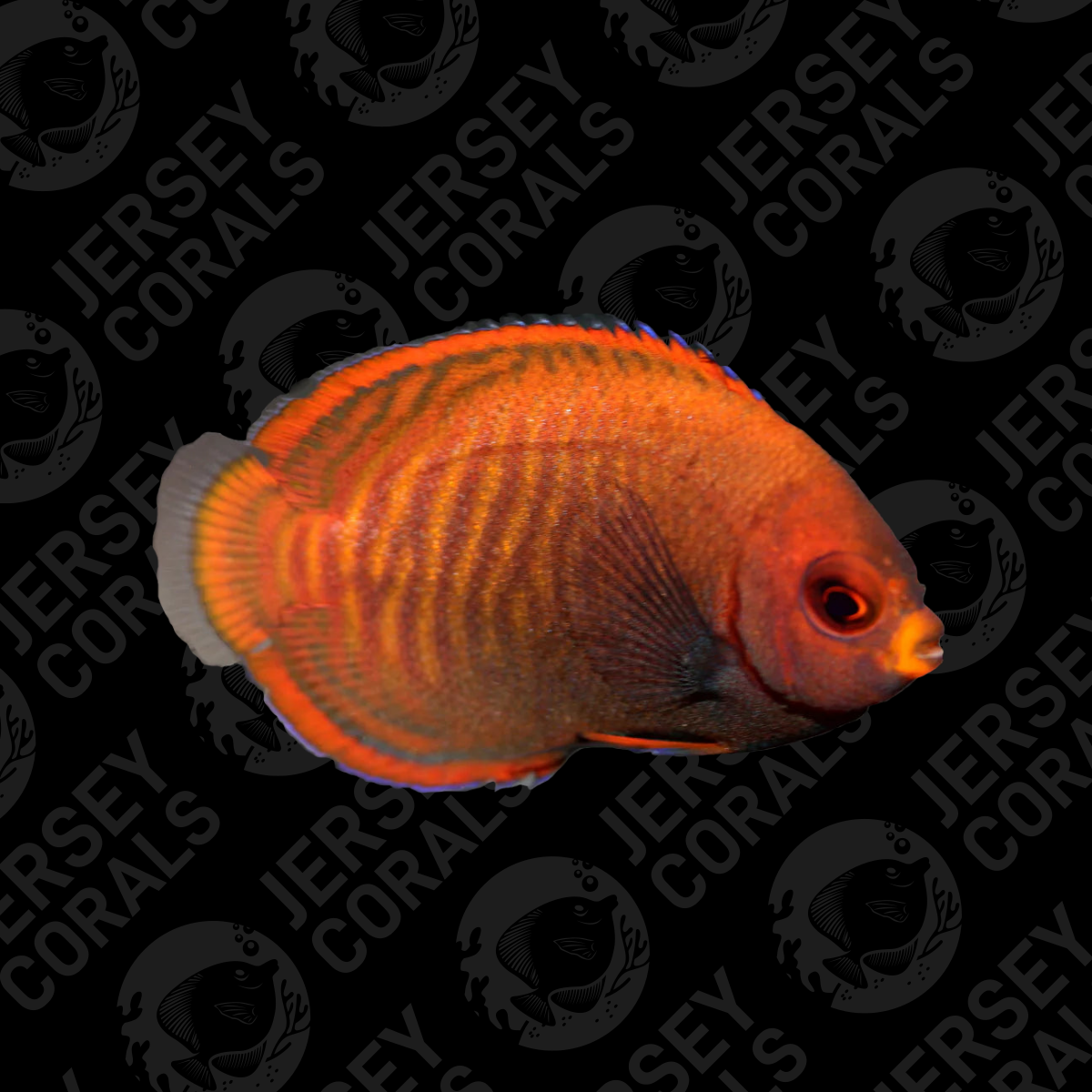 Golden Angelfish.png