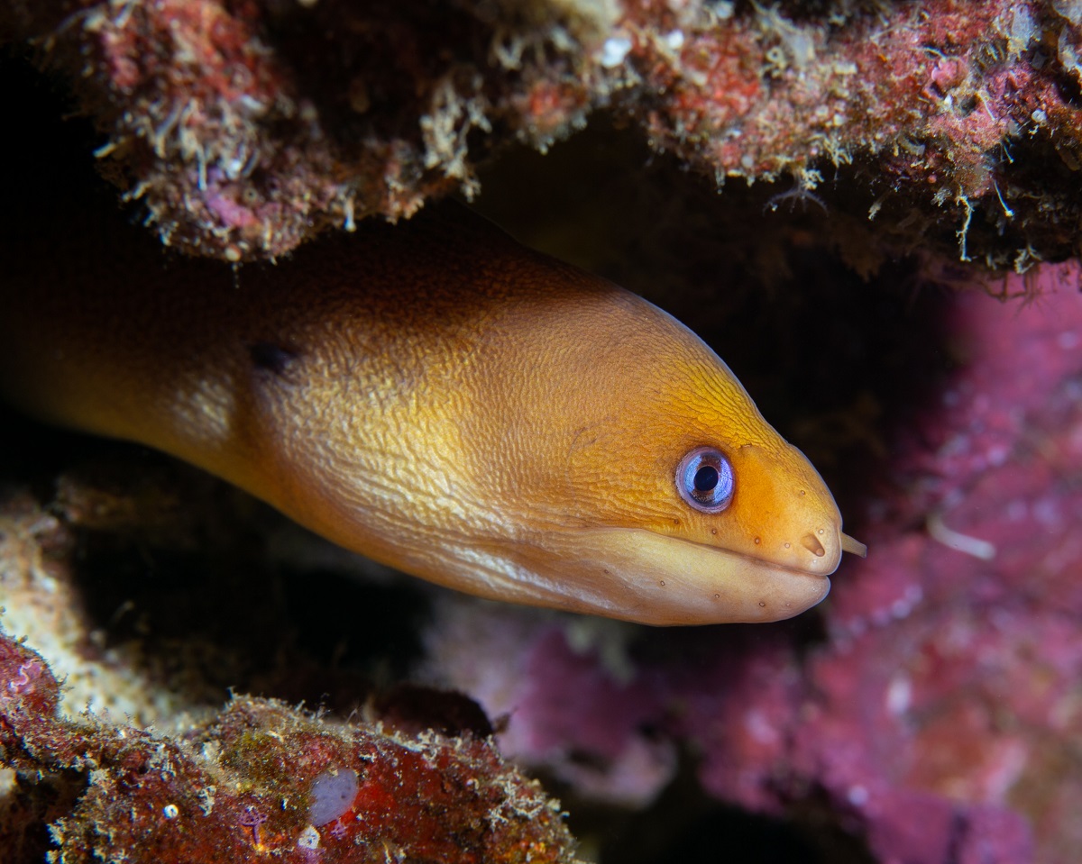Golden-dwarf-moray-eel.jpg
