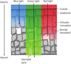 Effect of Red and Green Light on Coral | REEF2REEF Saltwater and Reef  Aquarium Forum