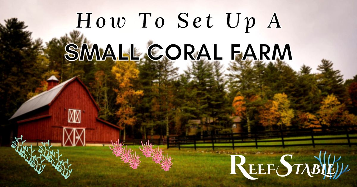 how-to-set-up-a-coral-farm.jpg
