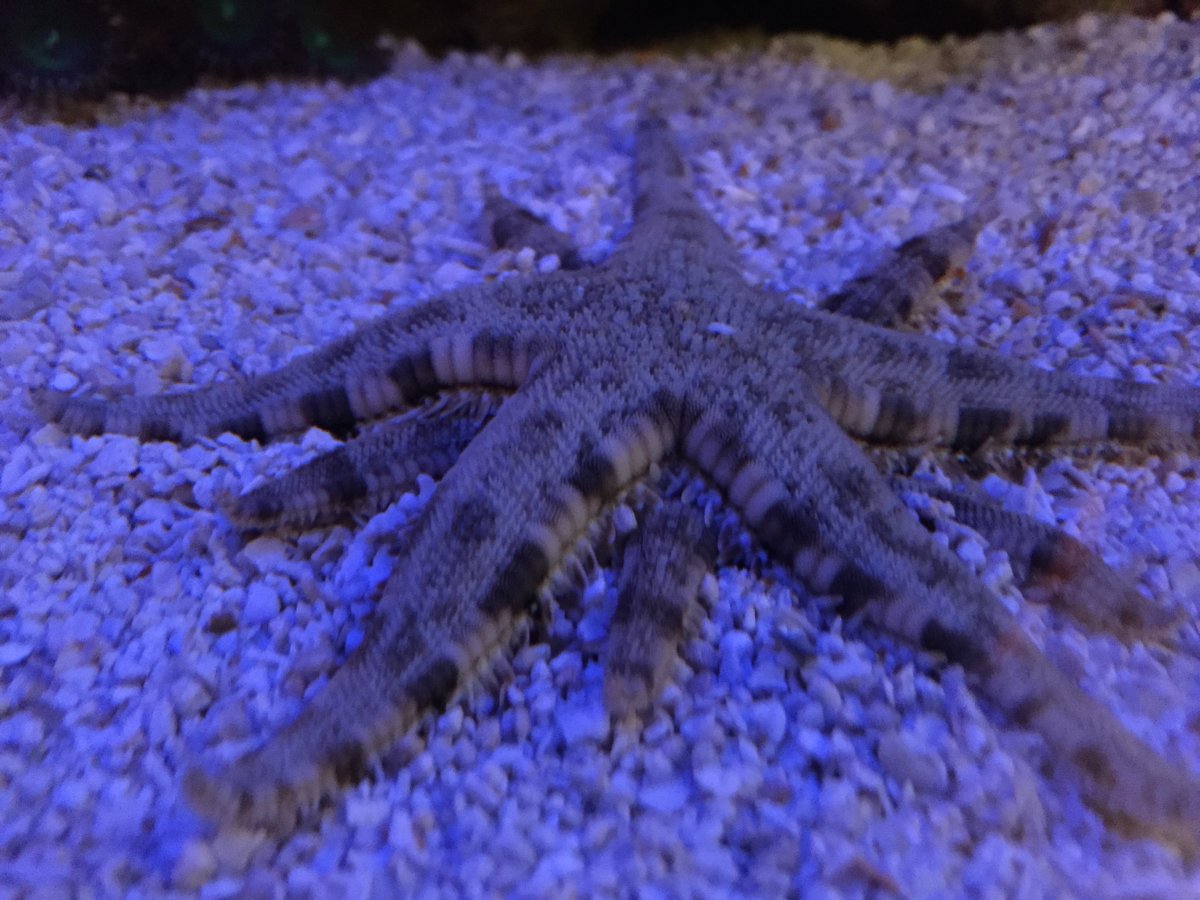 Sand Sifting Starfish....mating or just buddies? | REEF2REEF Saltwater and  Reef Aquarium Forum