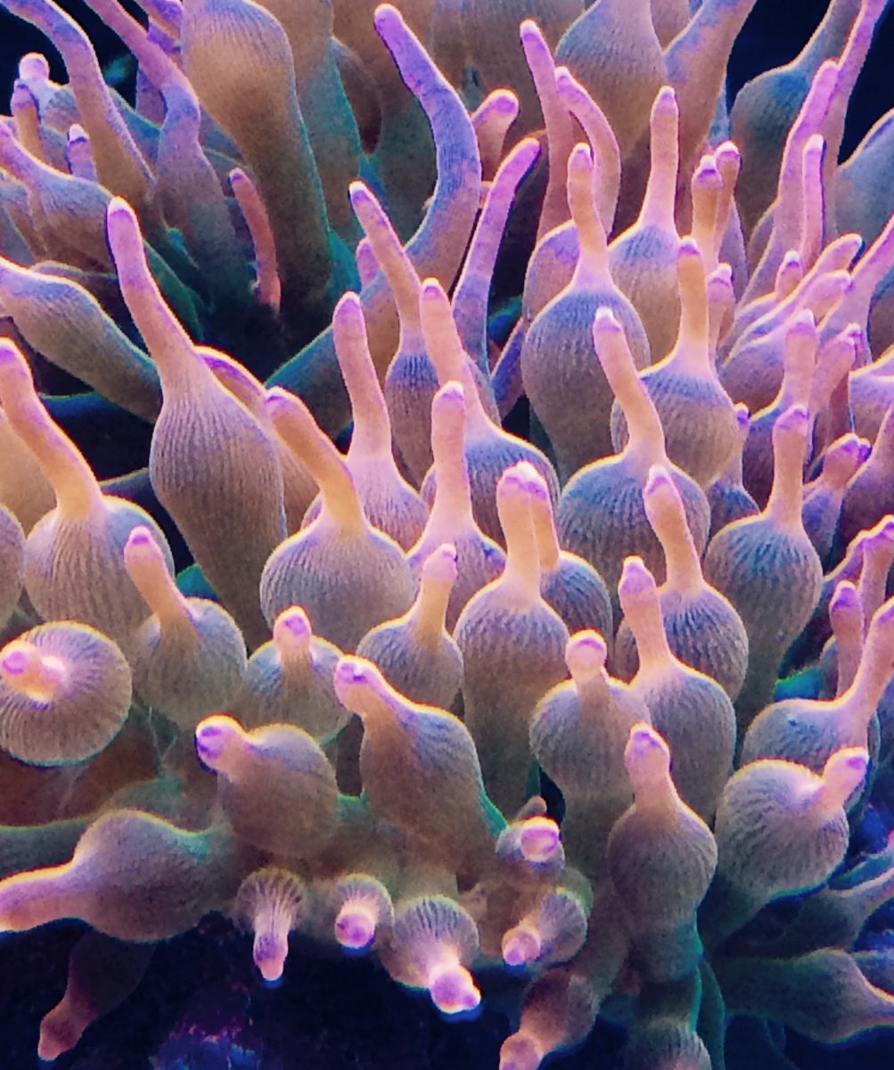 Rainbow BTA and JF space invader pectinia for sale | REEF2REEF