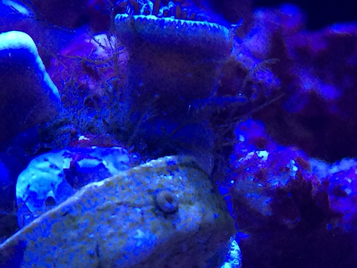 Is this zoa pox?! | REEF2REEF Saltwater and Reef Aquarium Forum