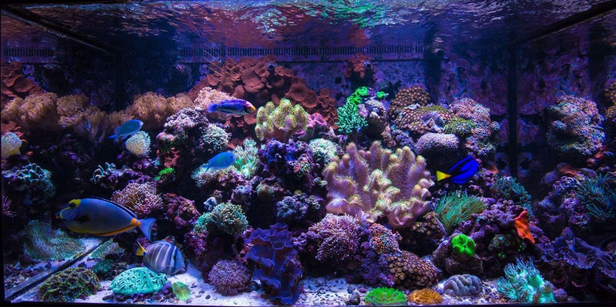 Corals on the back glass | Page 3 | REEF2REEF Saltwater and Reef Aquarium  Forum