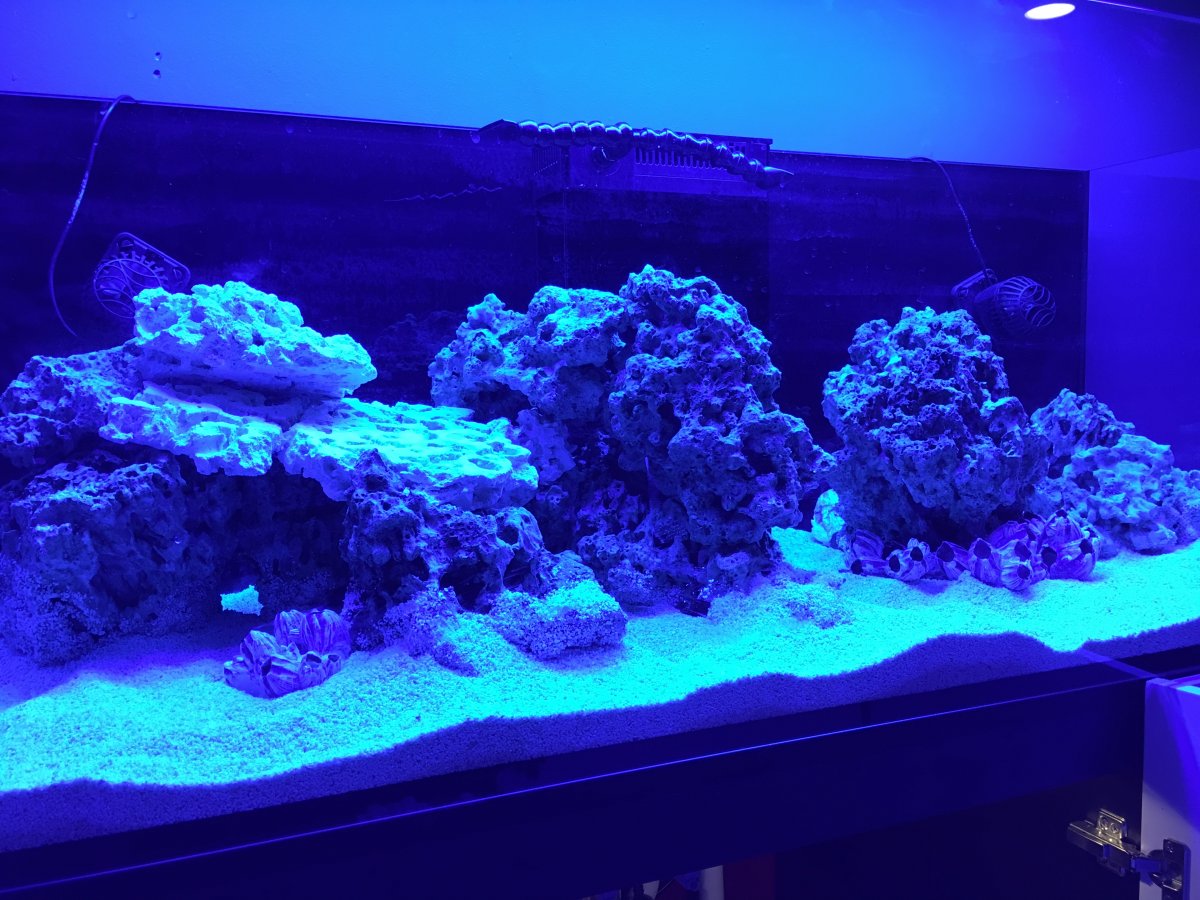 Build Thread - ksfulk's Red Sea Reefer 525xL | Reef2Reef