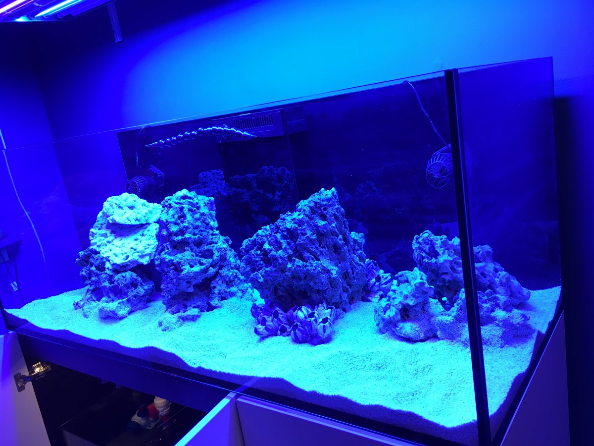 Build Thread - ksfulk's Red Sea Reefer 525xL | Reef2Reef