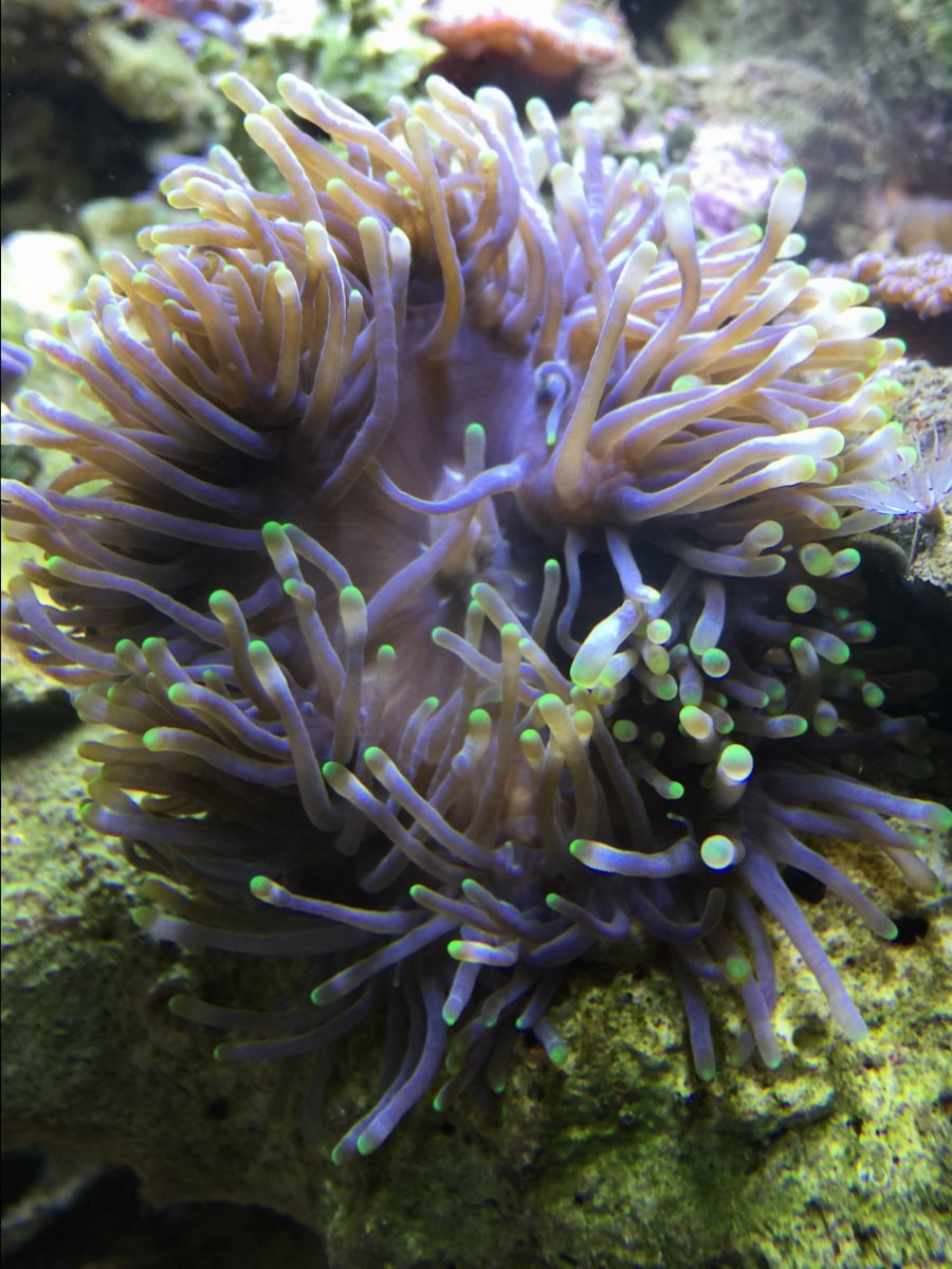 Purple bubble tips anemone | REEF2REEF Saltwater and Reef Aquarium Forum