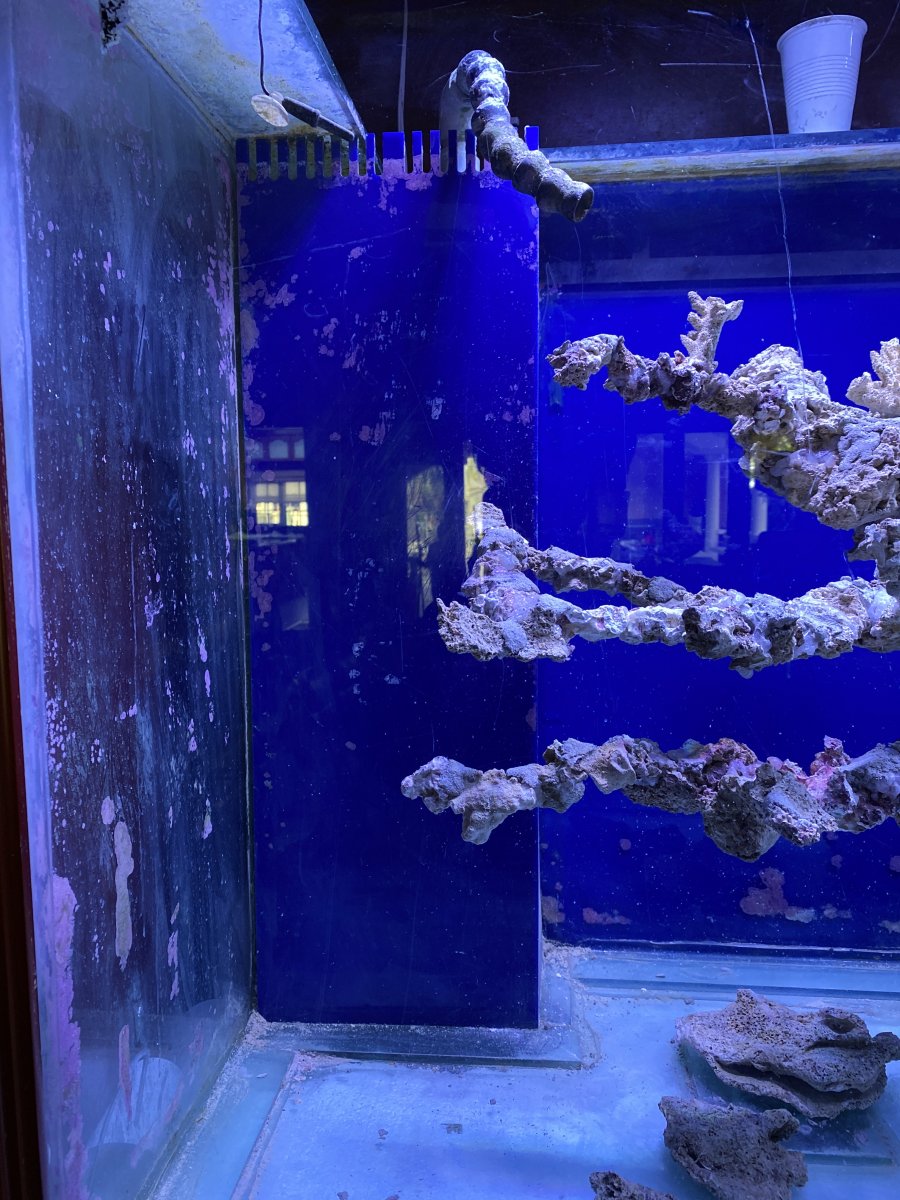 UV sterilizer in the sump? Is that even effective? | REEF2REEF Saltwater  and Reef Aquarium Forum
