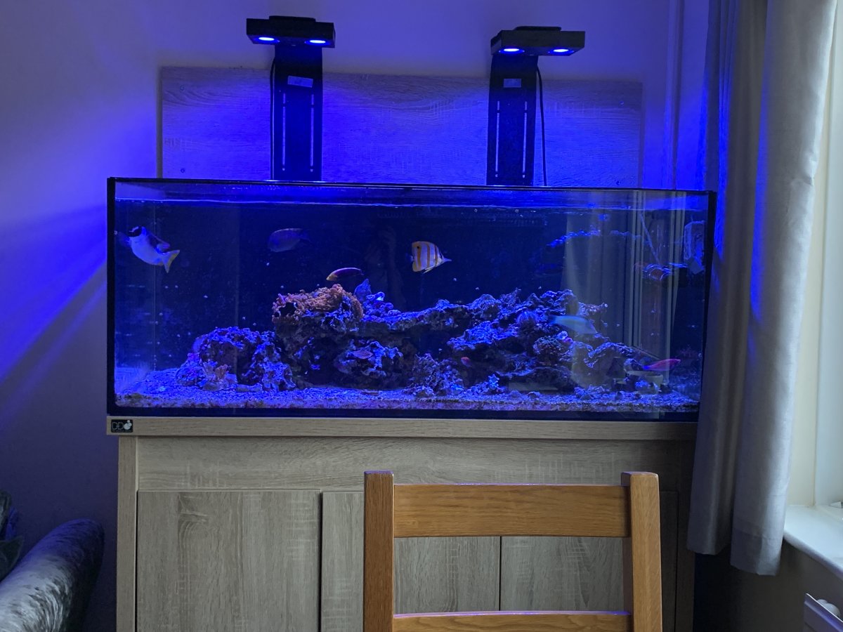 QUESTION OF THE DAY - What color is yours and what is the BEST colors for  an Aquarium Stand? | REEF2REEF Saltwater and Reef Aquarium Forum
