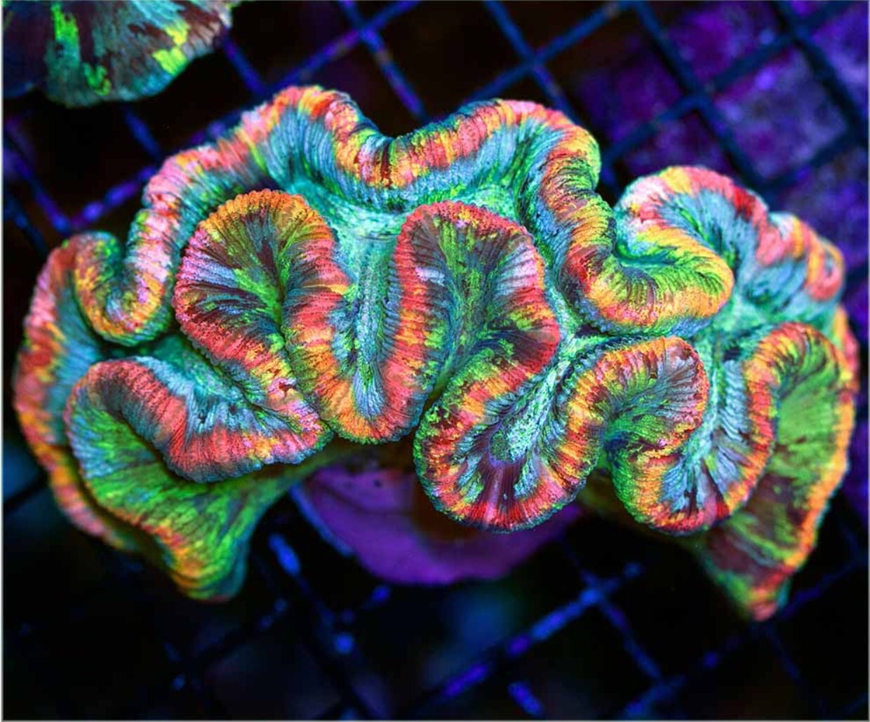 Rainbow trachyphyllia deals