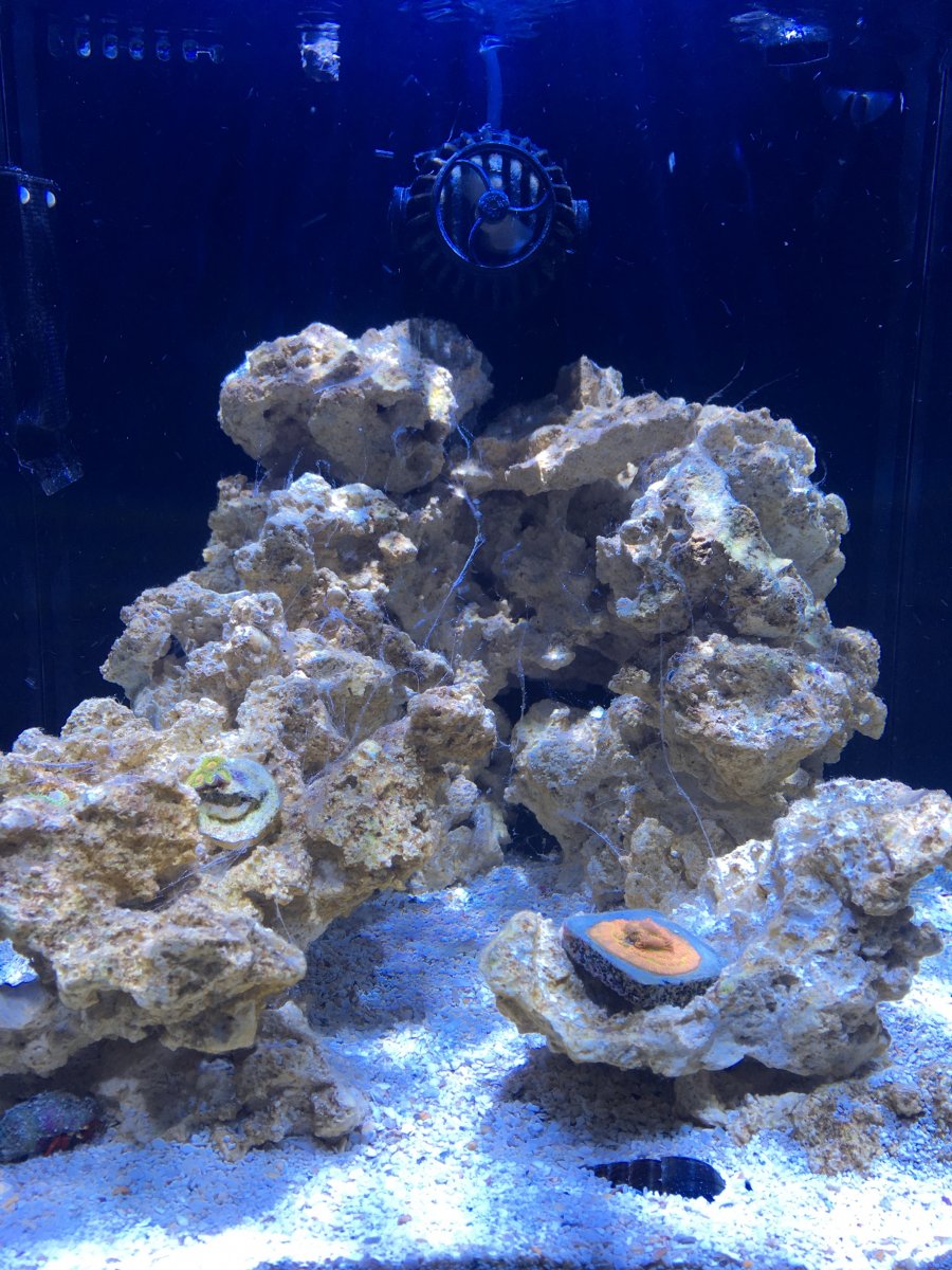 What is this clear/white slime? | REEF2REEF Saltwater and Reef Aquarium  Forum