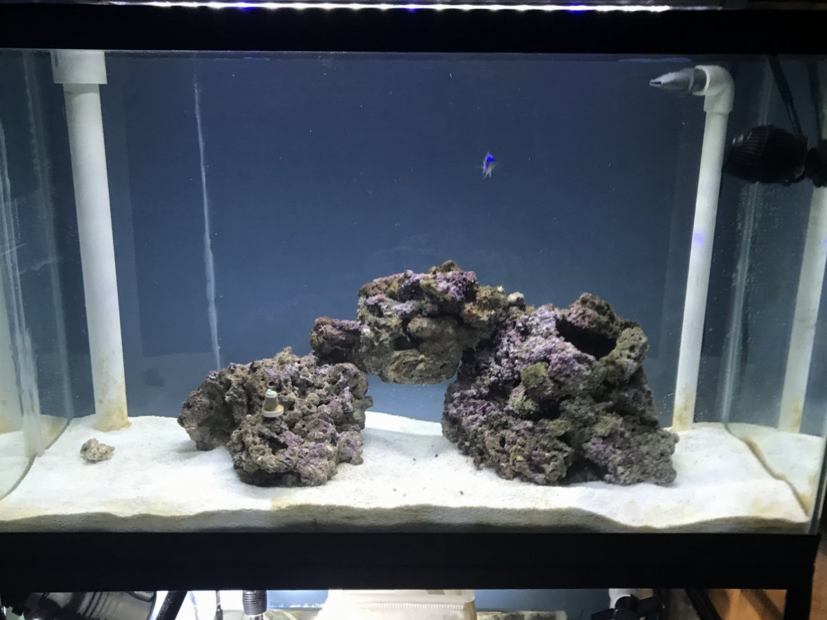 Brown algae problem | REEF2REEF Saltwater and Reef Aquarium Forum