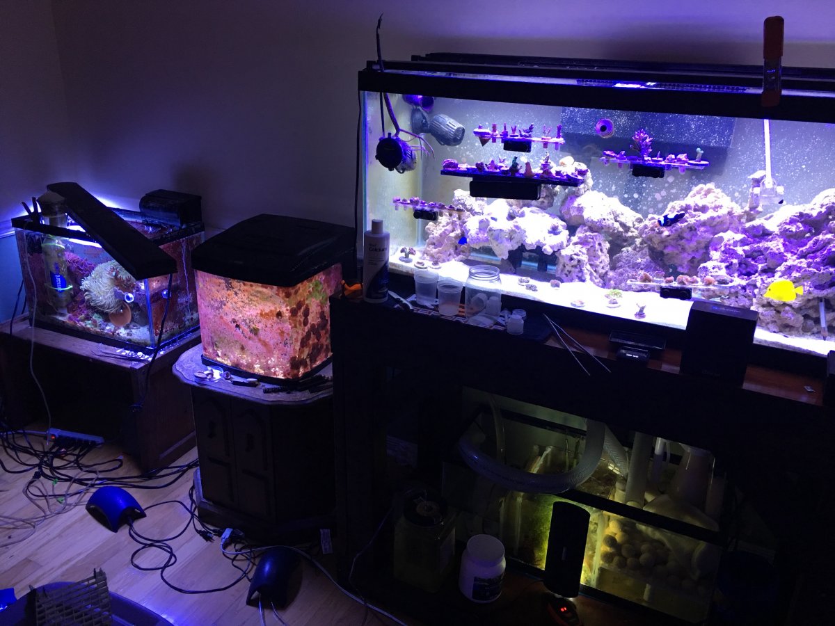 Best wrasses for a wrasse tank | Page 2 | Reef2Reef