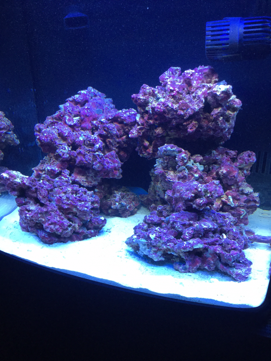 Nano Build - Show off your nano tank aquascape | REEF2REEF Saltwater and  Reef Aquarium Forum