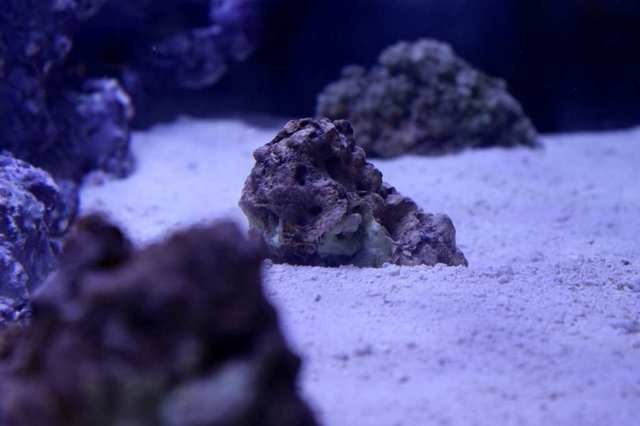 ImageUploadedByReef2Reef Aquarium Forum1364944899.506746.jpg