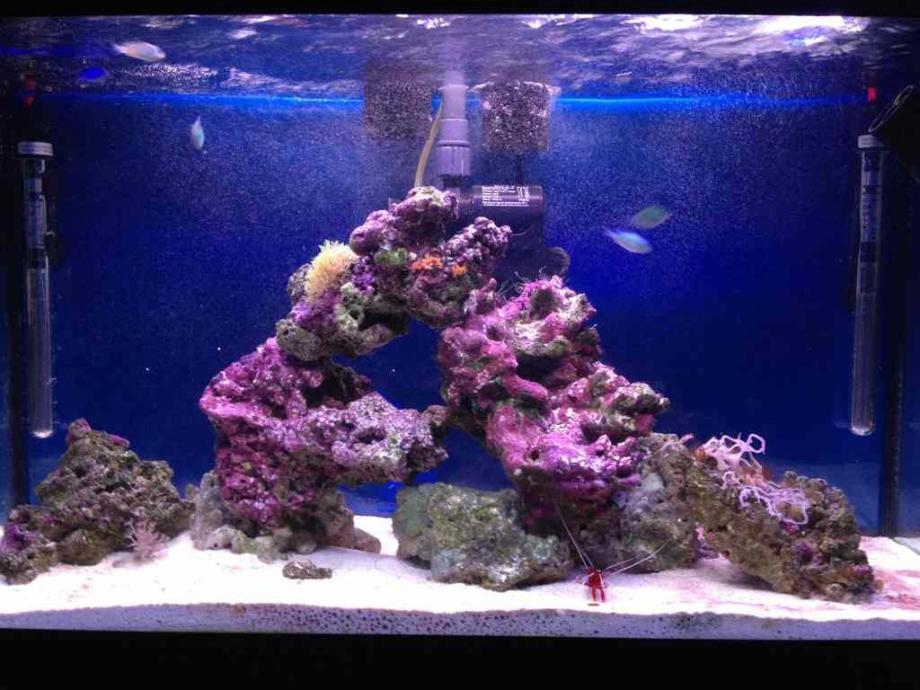 ImageUploadedByReef2Reef Aquarium Forum1372887232.879308.jpg