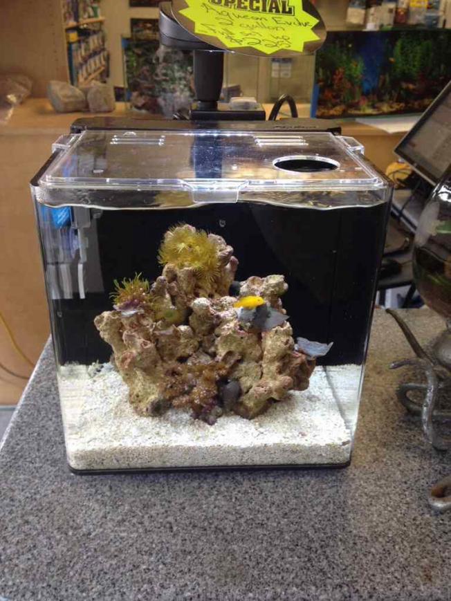 Nano Build - Aqueon Evolve 2g | REEF2REEF Saltwater and Reef Aquarium Forum