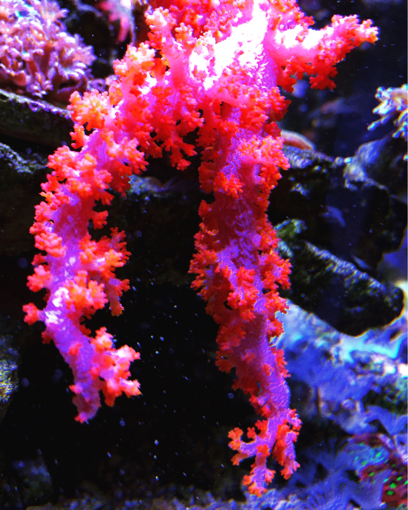 Carnation Coral | REEF2REEF Saltwater And Reef Aquarium Forum