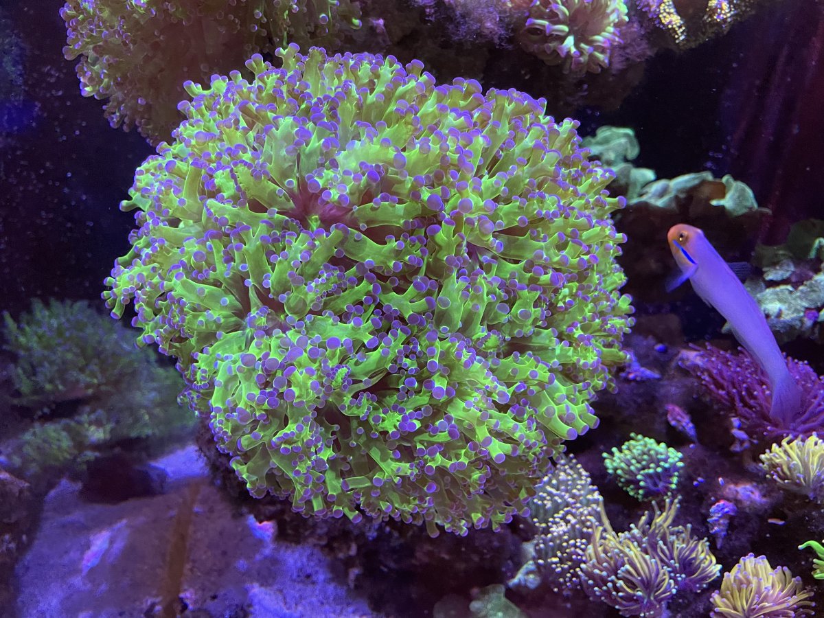 Frogspawn for sale | Reef2Reef