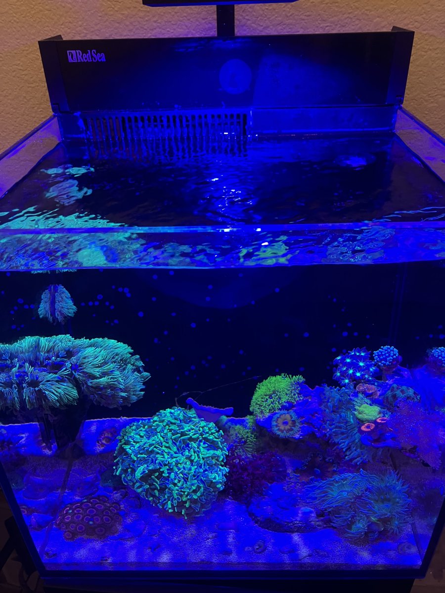 Build Thread - OfficeReefer's Study Tank - Reefer 250 v3 Build | Reef2Reef