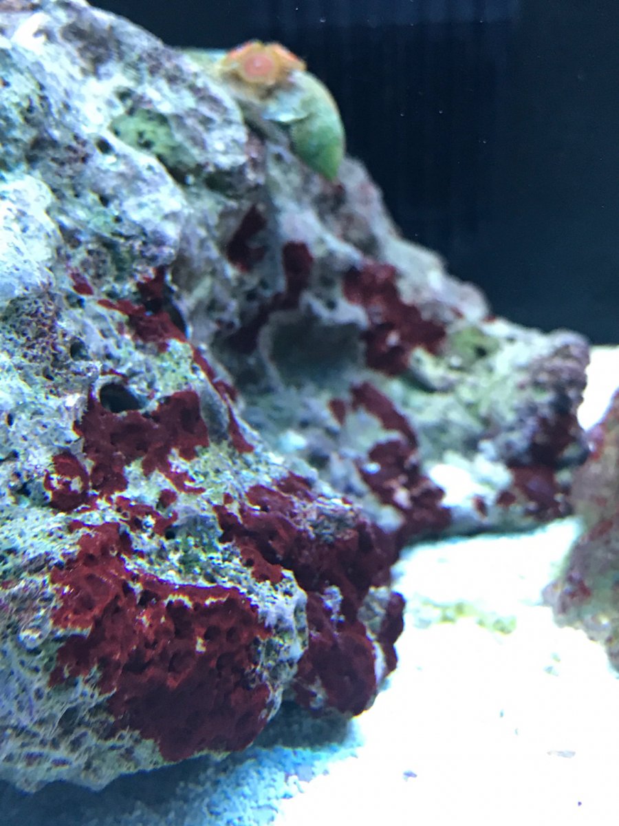 Dark Red Algae | Saltwater and Aquarium Forum