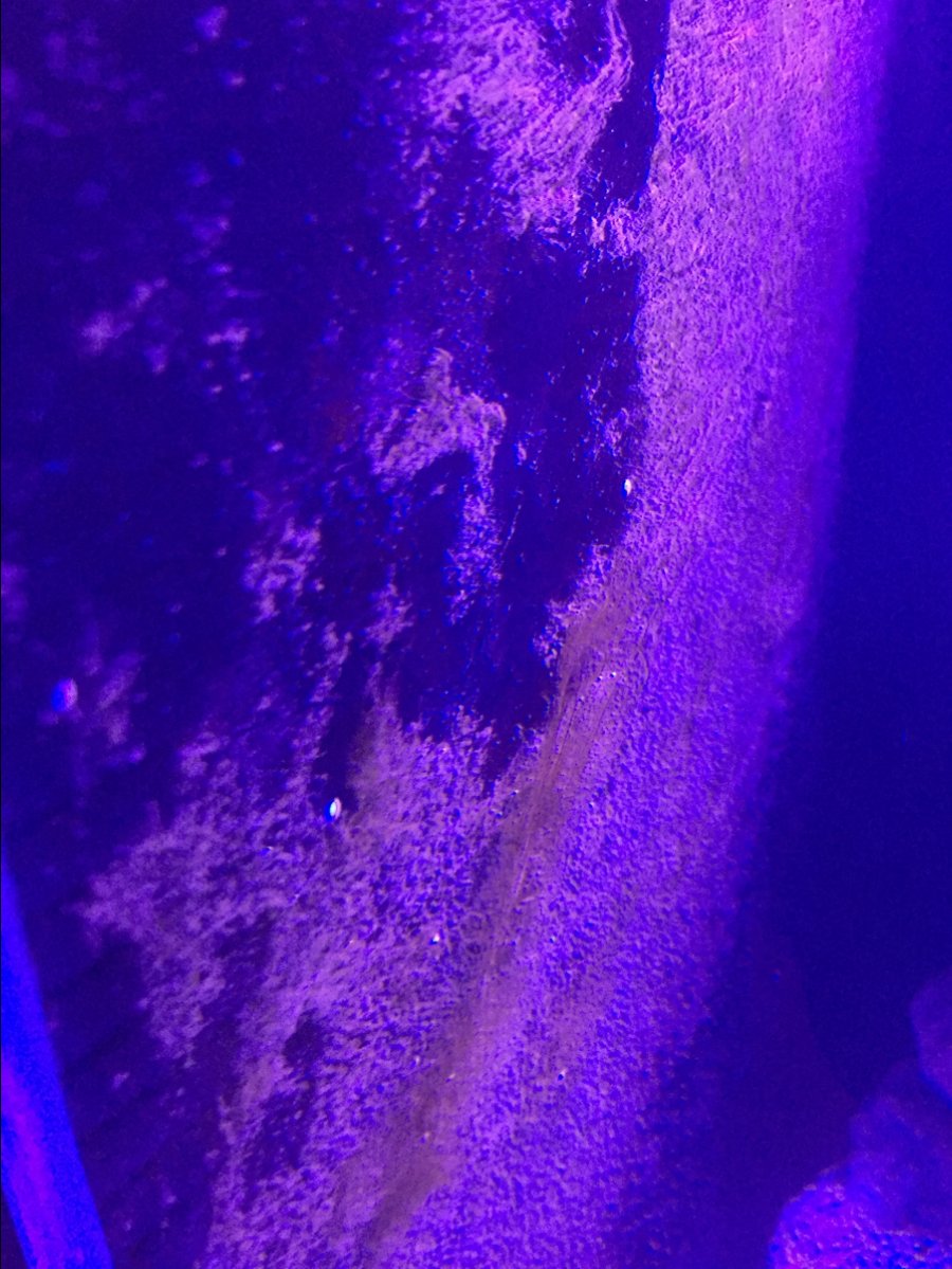 White dots on back of tank. | Reef2Reef