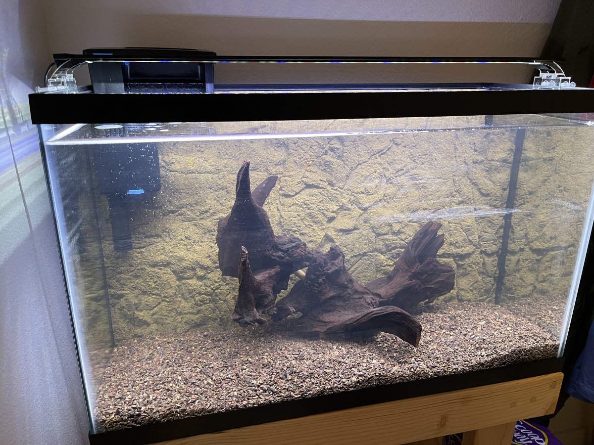 Petco gallon best sale tank sale