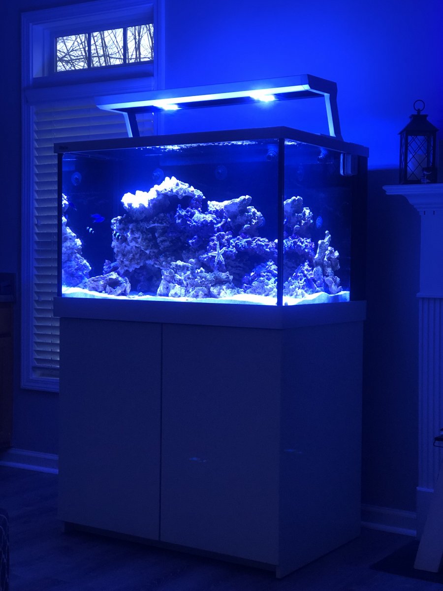 AIO Build - Red Sea Max S Series (400, 500, 650) - anyone have one? |  REEF2REEF Saltwater and Reef Aquarium Forum