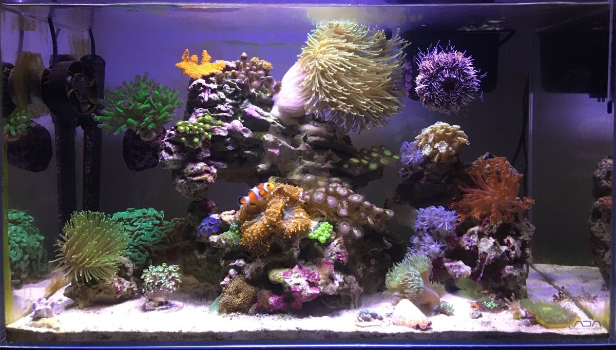 Nano Build - Chasselti's ADA 60P! | REEF2REEF Saltwater and Reef Aquarium  Forum